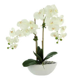 25" Artificial White Orchids in Ceramic Bowl with Moss and Rocks
